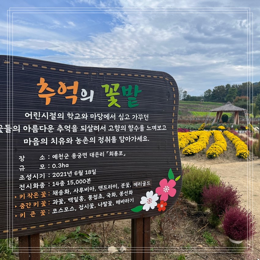 10.가을의 끝자락, 국화 꽃 향기속으로 회룡포 가을을 걷다 음악회 개최 소식